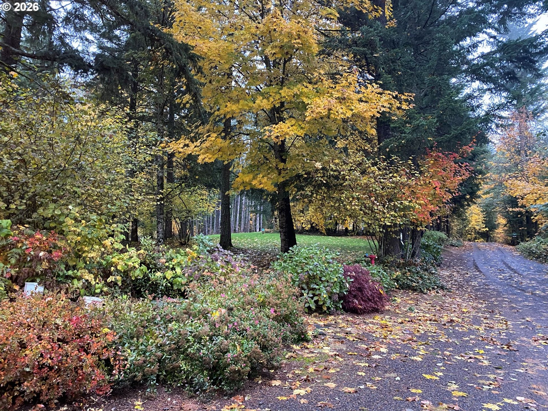 112 Bylin Road Stevenson, WA 98648 - Photo 33 of 42 a picture of trees