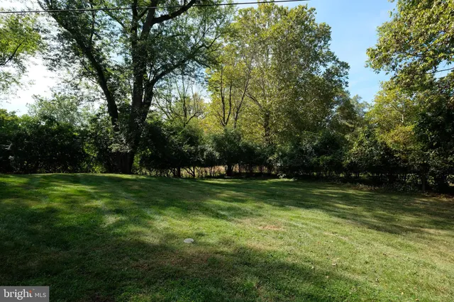 a view of a trees in a park