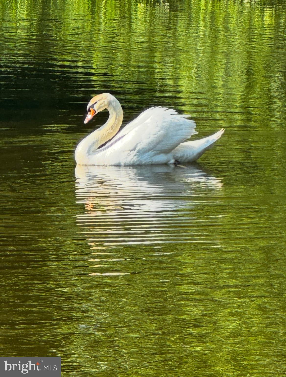 3050 Aquetong Road New Hope, PA 18938 - Photo 57 of 64 Graceful swan gliding on tranquil waters.