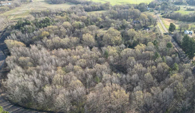 a view of a forest with a tree