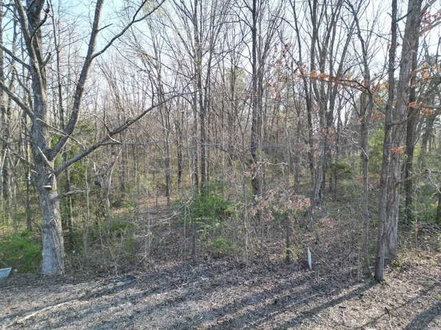 a view of a dry yard