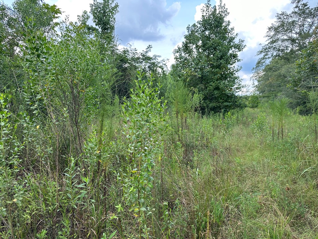 4.6 Old Elba Road Coffee Springs, AL 36318 - Photo 6 of 6