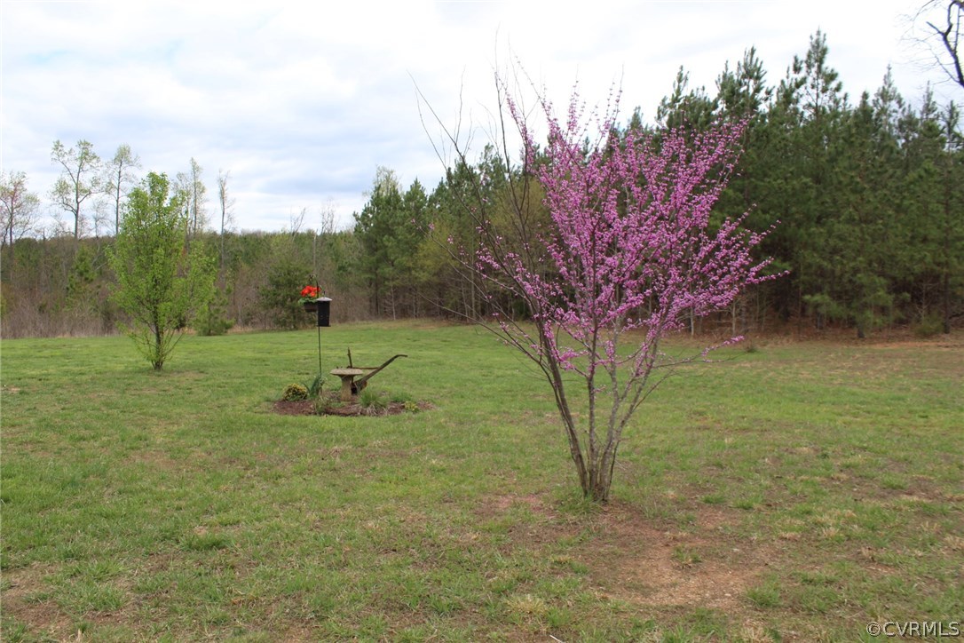 634 Holman Mill Road Farmville, VA 23901 - Photo 43 of 43 a view of a tree in a yard