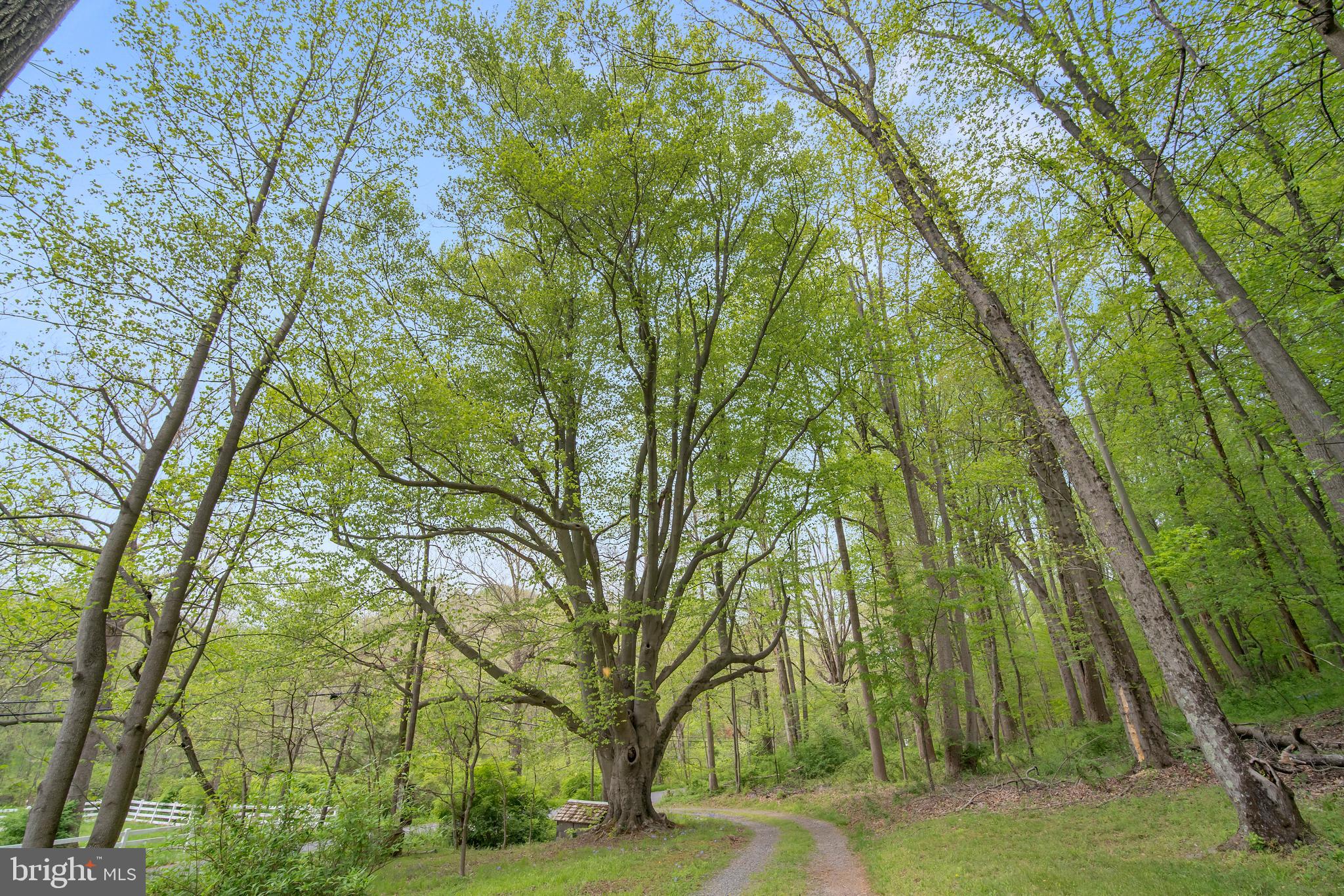24501 Peach Tree Road Clarksburg, MD 20871 - Photo 60 of 81 Beech Tree is several hundred years old