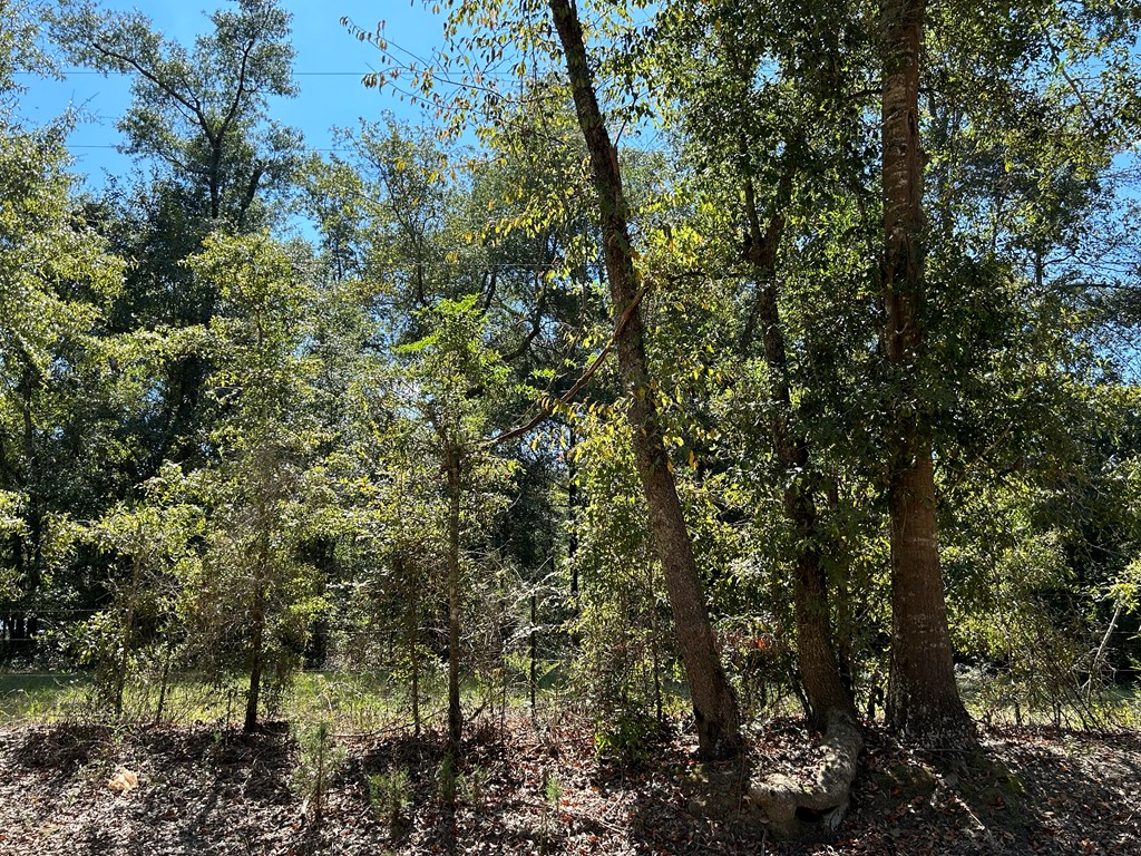 95-ac Barnes Road Gordon, AL 36343 - Photo 8 of 19