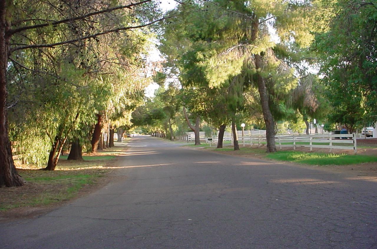 Tree lined streets