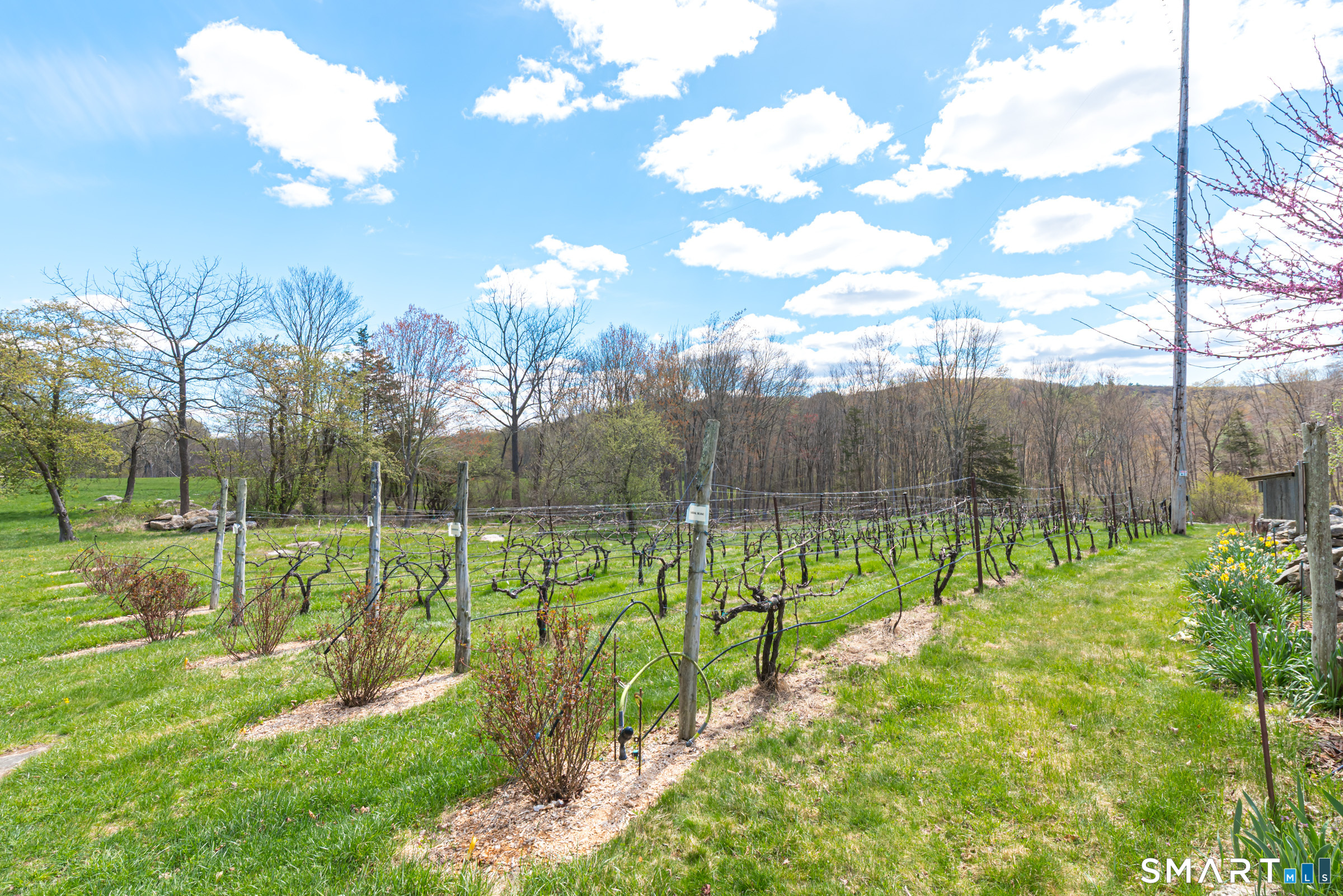 29 Spencer Road Haddam, CT 06441 - Photo 6 of 40 a view of a park with a large tree