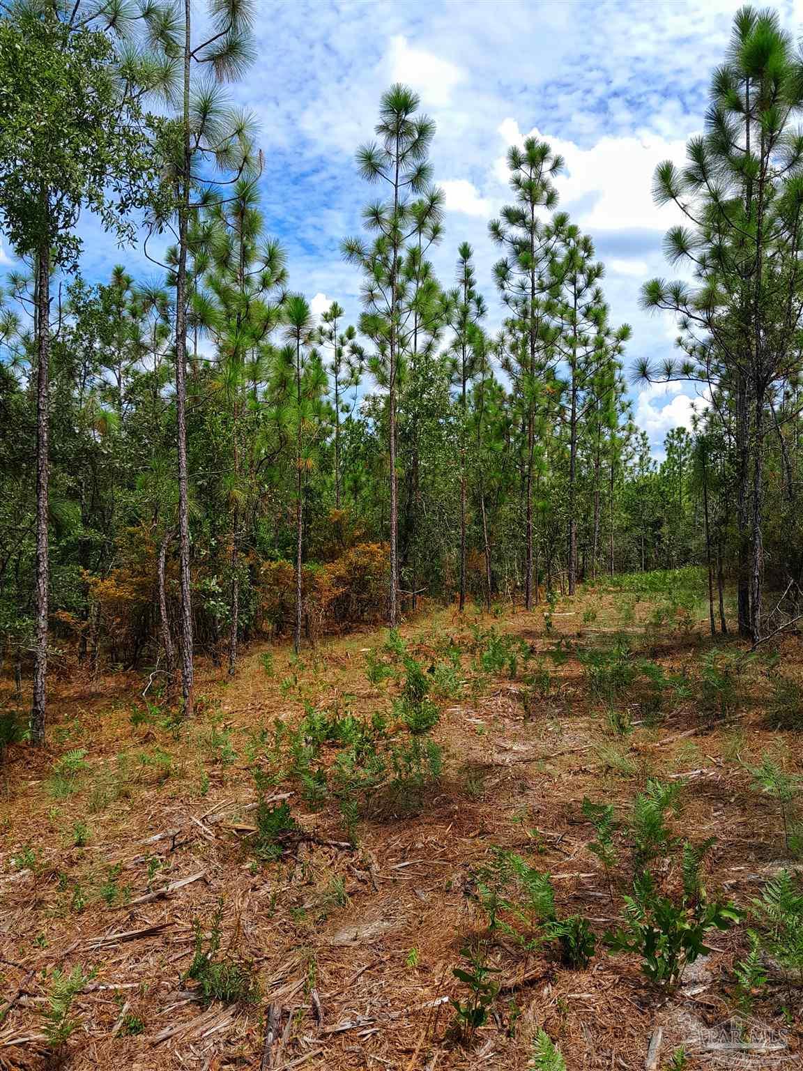 Parcel A-2 Wildlife Road Holt, FL 32564 - Photo 3 of 8 Gallery Image 3