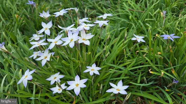 $799,900 | 802 South Blue Ridge Avenue, Culpeper, VA 22701