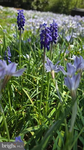 $799,900 | 802 South Blue Ridge Avenue, Culpeper, VA 22701