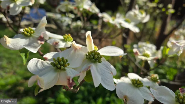 $799,900 | 802 South Blue Ridge Avenue, Culpeper, VA 22701