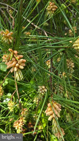 $799,900 | 802 South Blue Ridge Avenue, Culpeper, VA 22701