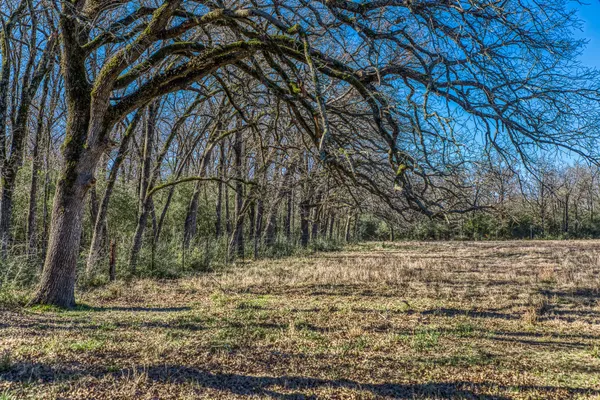 a view of a yard with trees