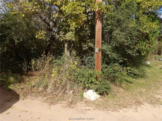 a close up of a tree in a yard