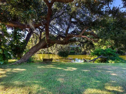 a view of a park with large trees