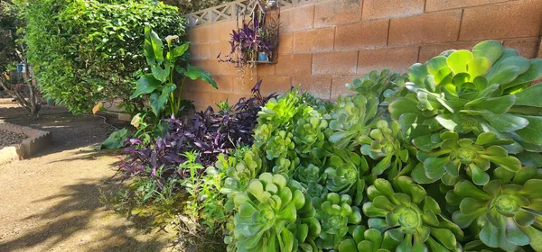 a plant that is in a garden