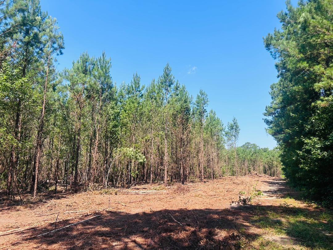 18.3-acres - Turkey Lane Kingstree, SC 29556 - Photo 6 of 9