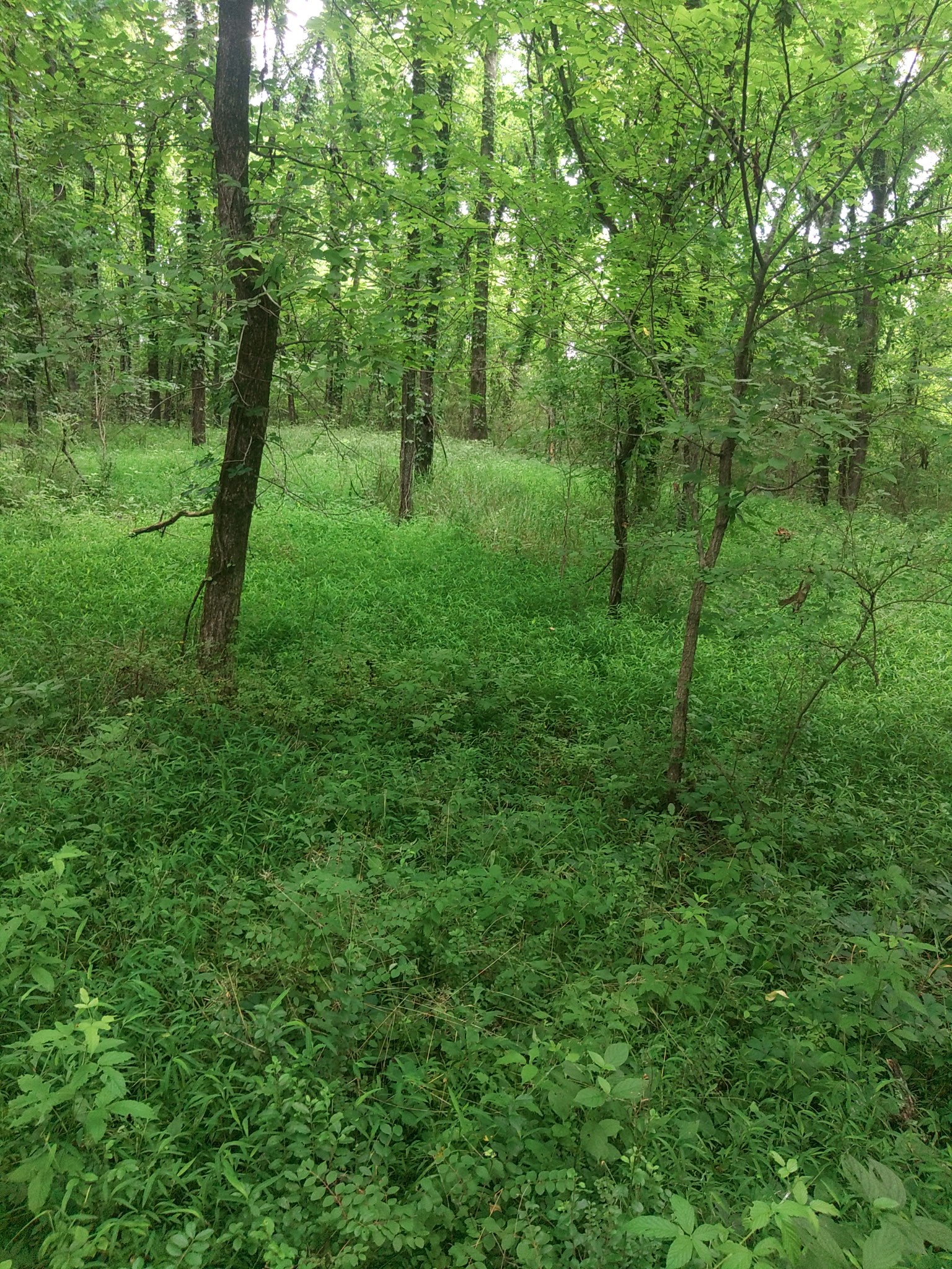 a view of an outdoor space and a yard