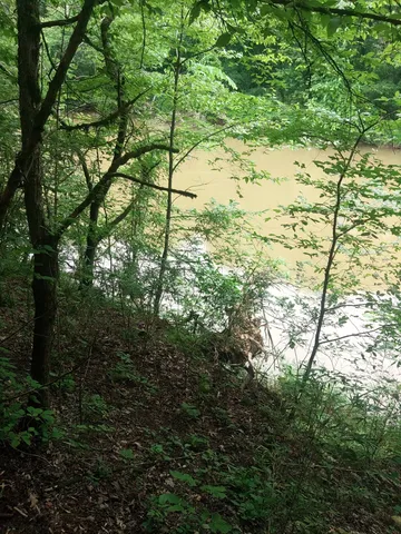 a view of a yard with plants and tree