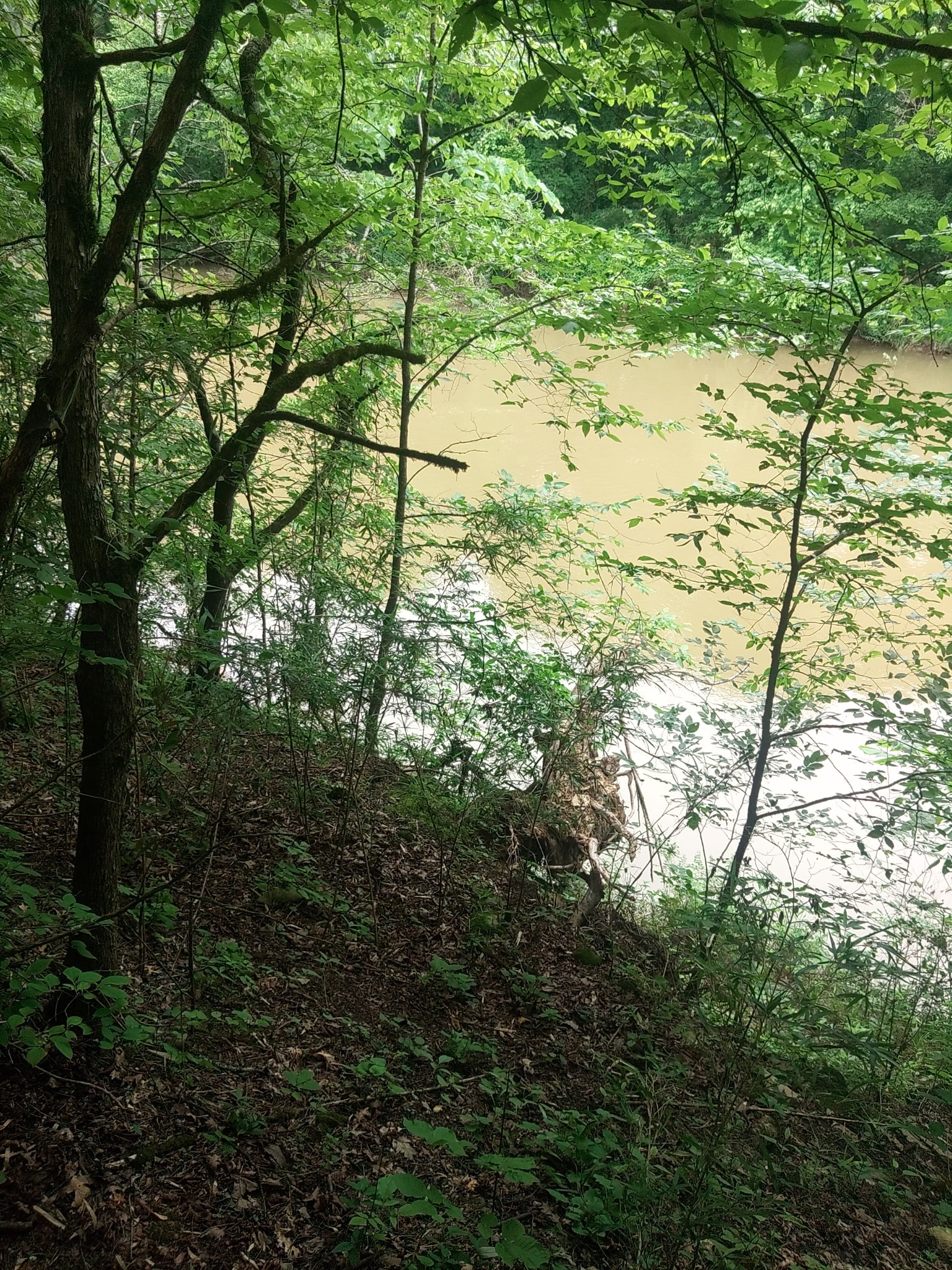 468 Adams Road Ardmore, TN 38449 - Photo 2 of 8 a view of a yard with plants and tree
