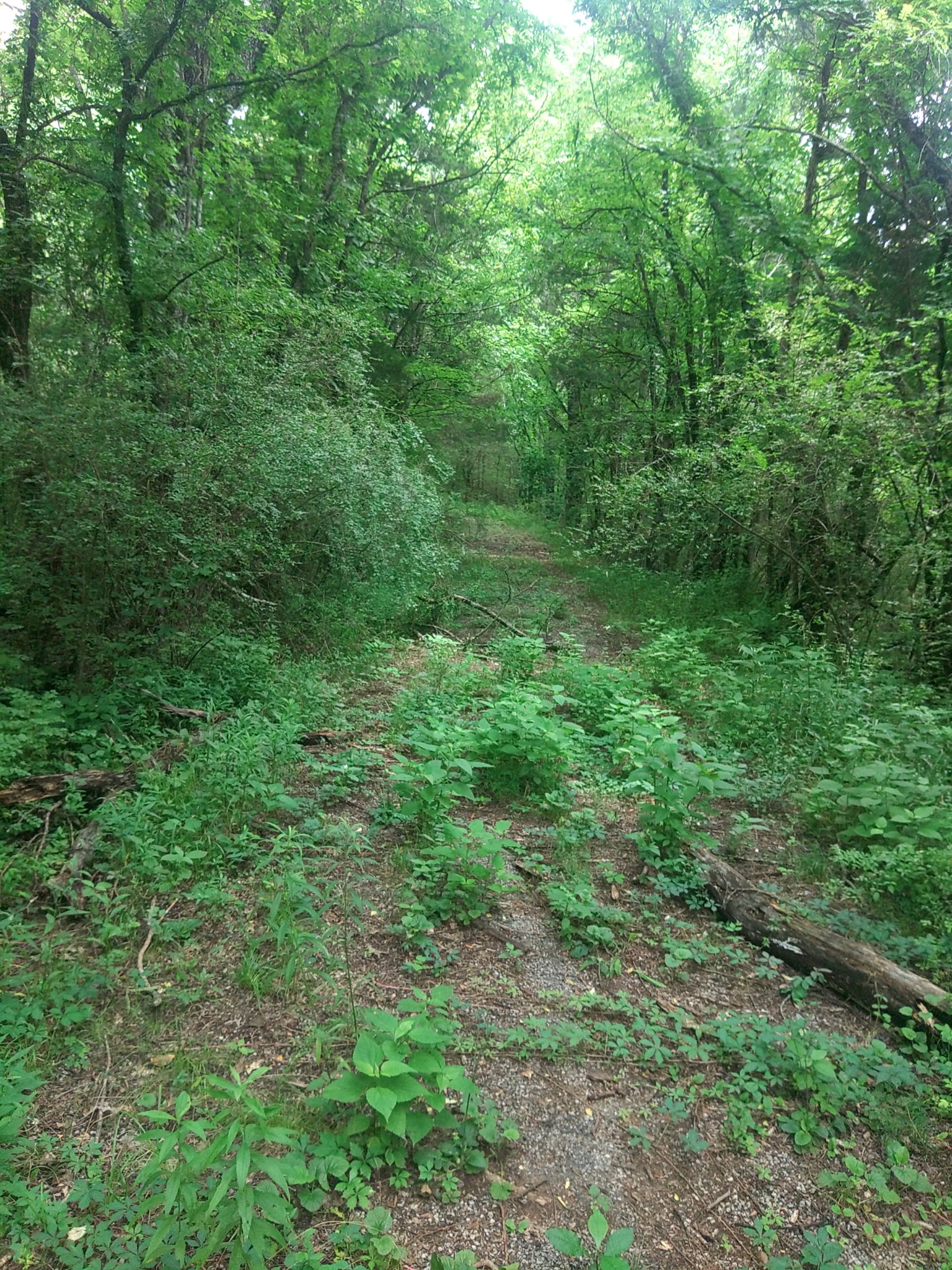 468 Adams Road Ardmore, TN 38449 - Photo 3 of 8 a view of a lush green forest