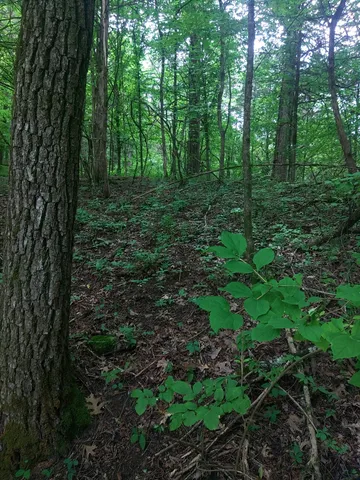 a view of a forest with trees