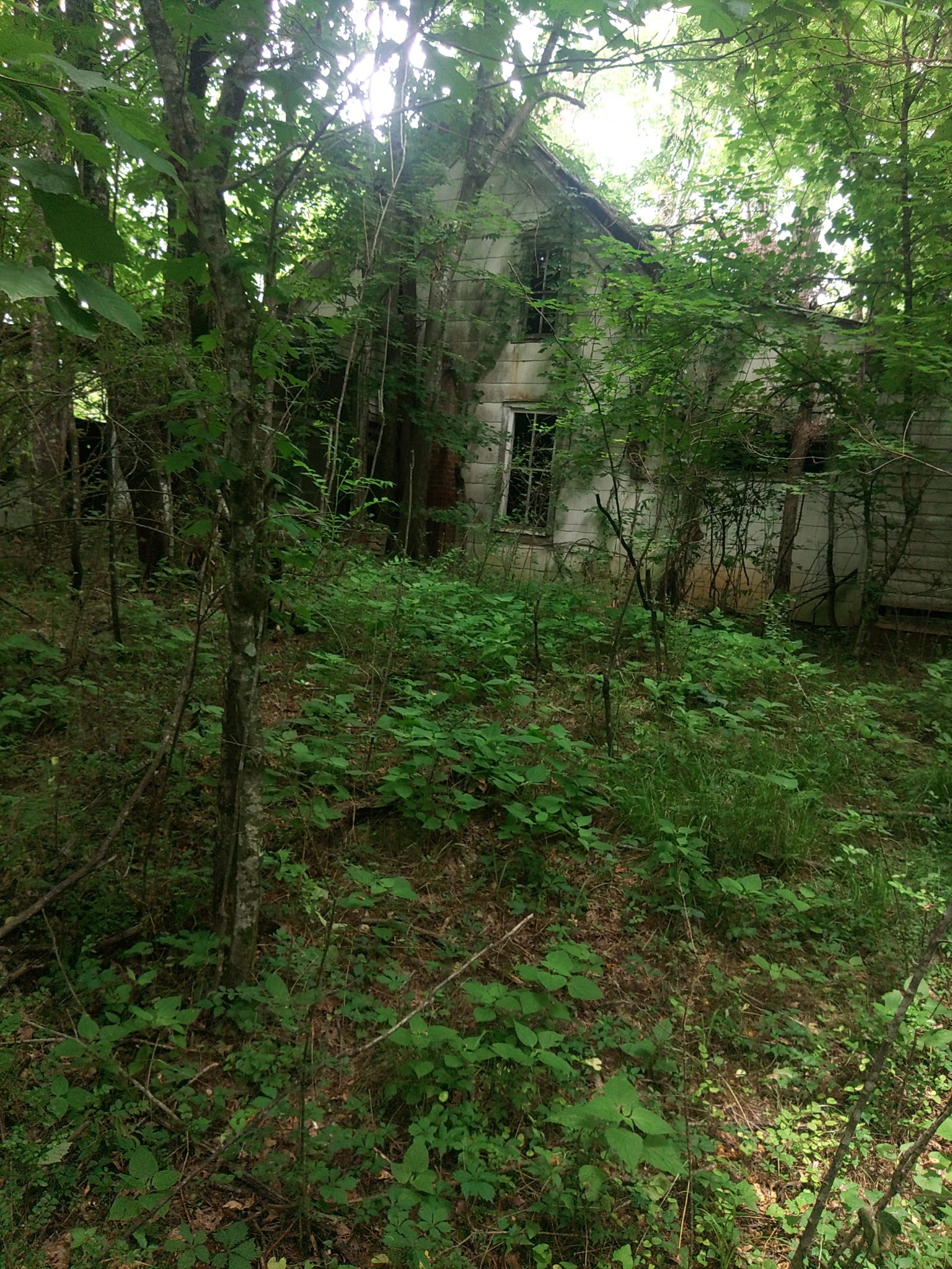 468 Adams Road Ardmore, TN 38449 - Photo 5 of 8 a big yard with lots of green space and deers