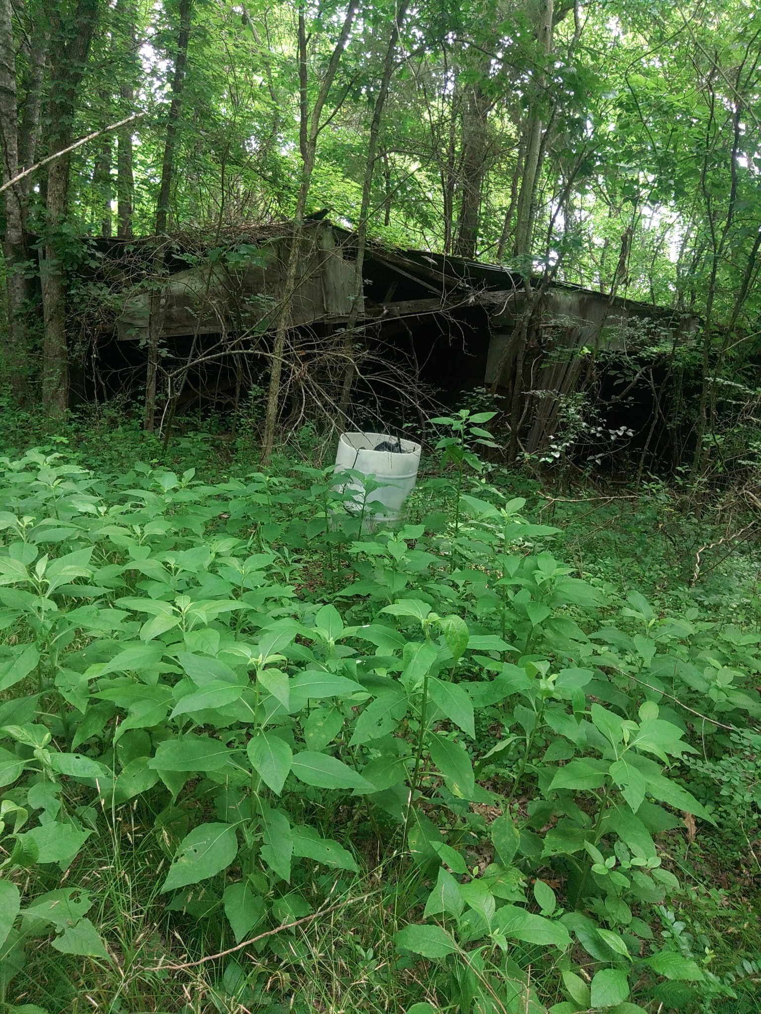 468 Adams Road Ardmore, TN 38449 - Photo 6 of 8 a backyard of a house with lots of green space and a fountain