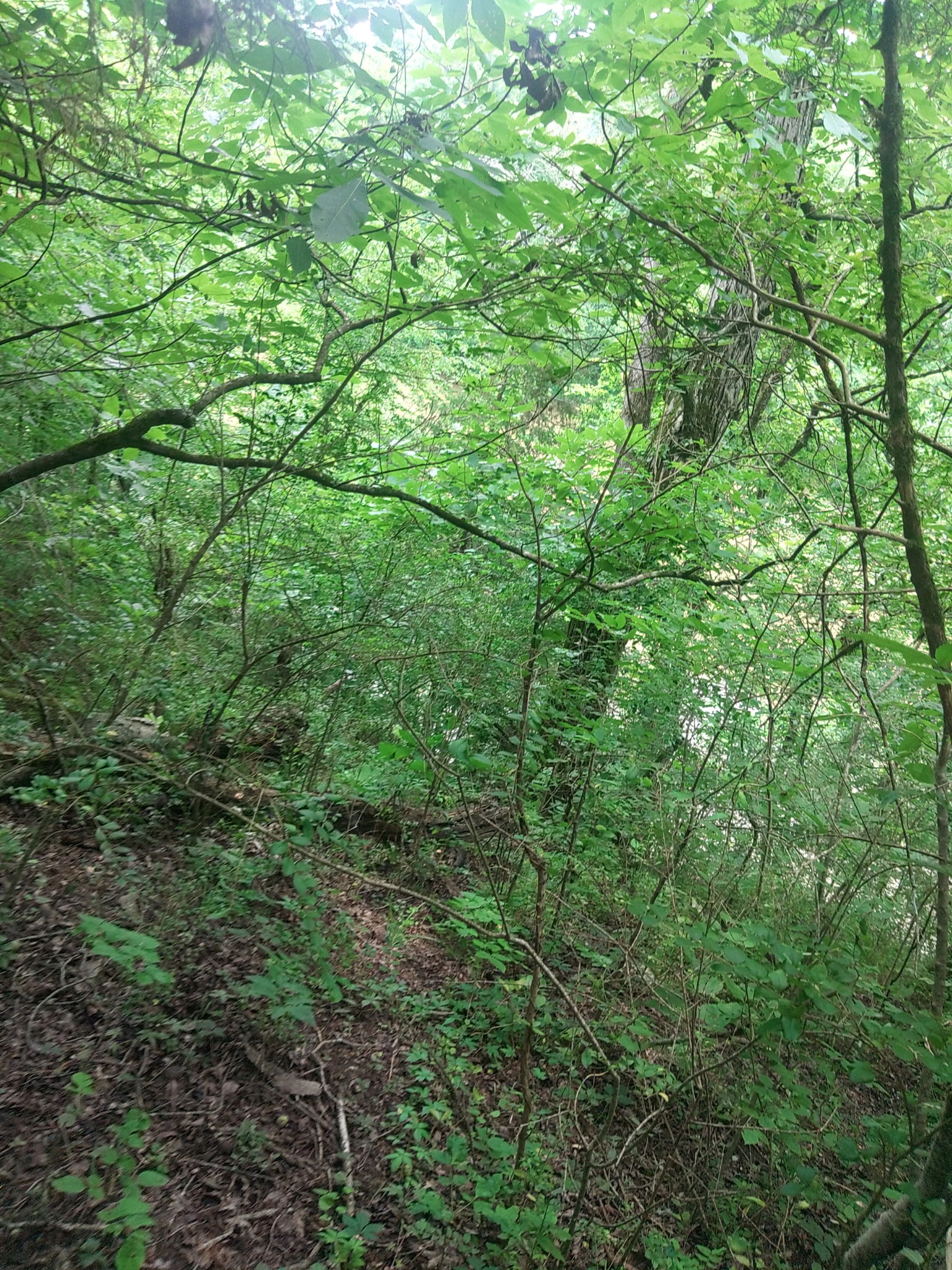 468 Adams Road Ardmore, TN 38449 - Photo 7 of 8 a view of a lush green forest