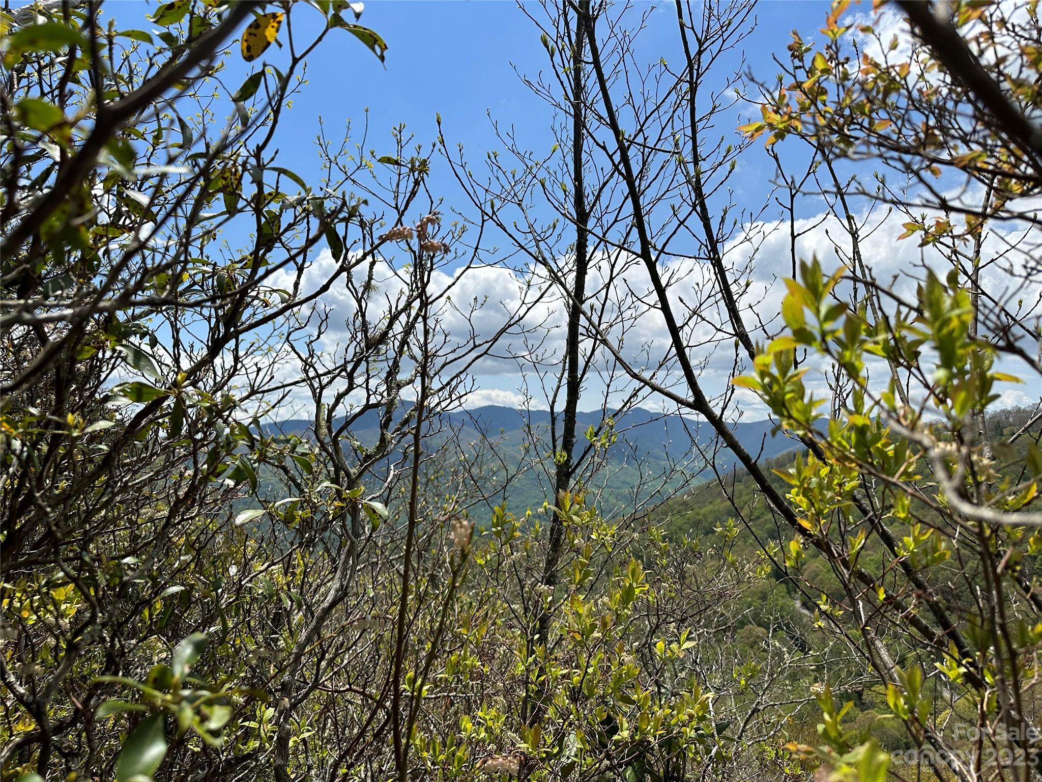 0 Laurel Ridge Drive Maggie Valley, NC 28751 - Photo 5 of 17 a view of tree
