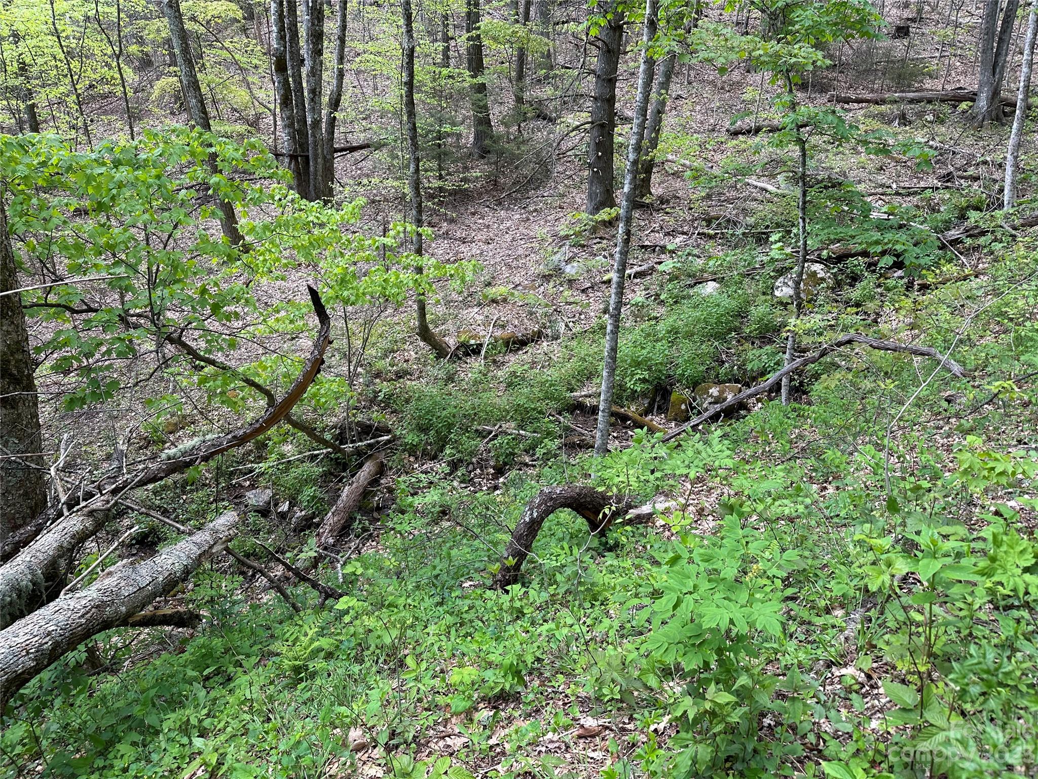 0 Laurel Ridge Drive Maggie Valley, NC 28751 - Photo 6 of 17 a view of a forest with a tree
