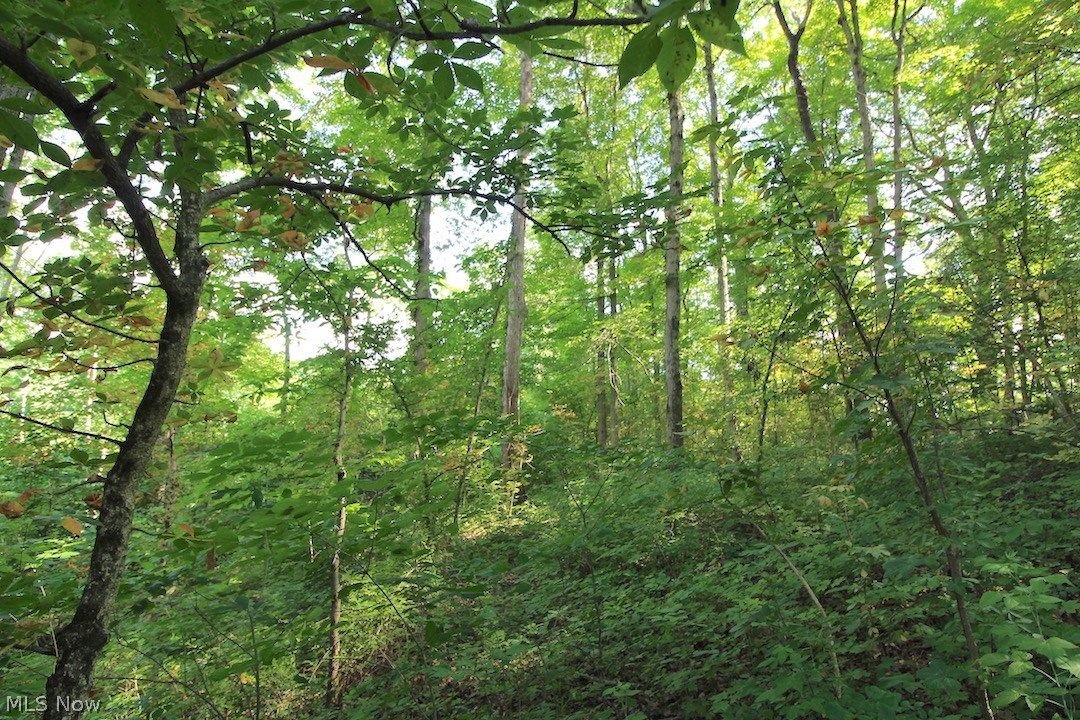 Mollies Rock Road Dresden, OH 43821 - Photo 14 of 30 Gallery Image 14