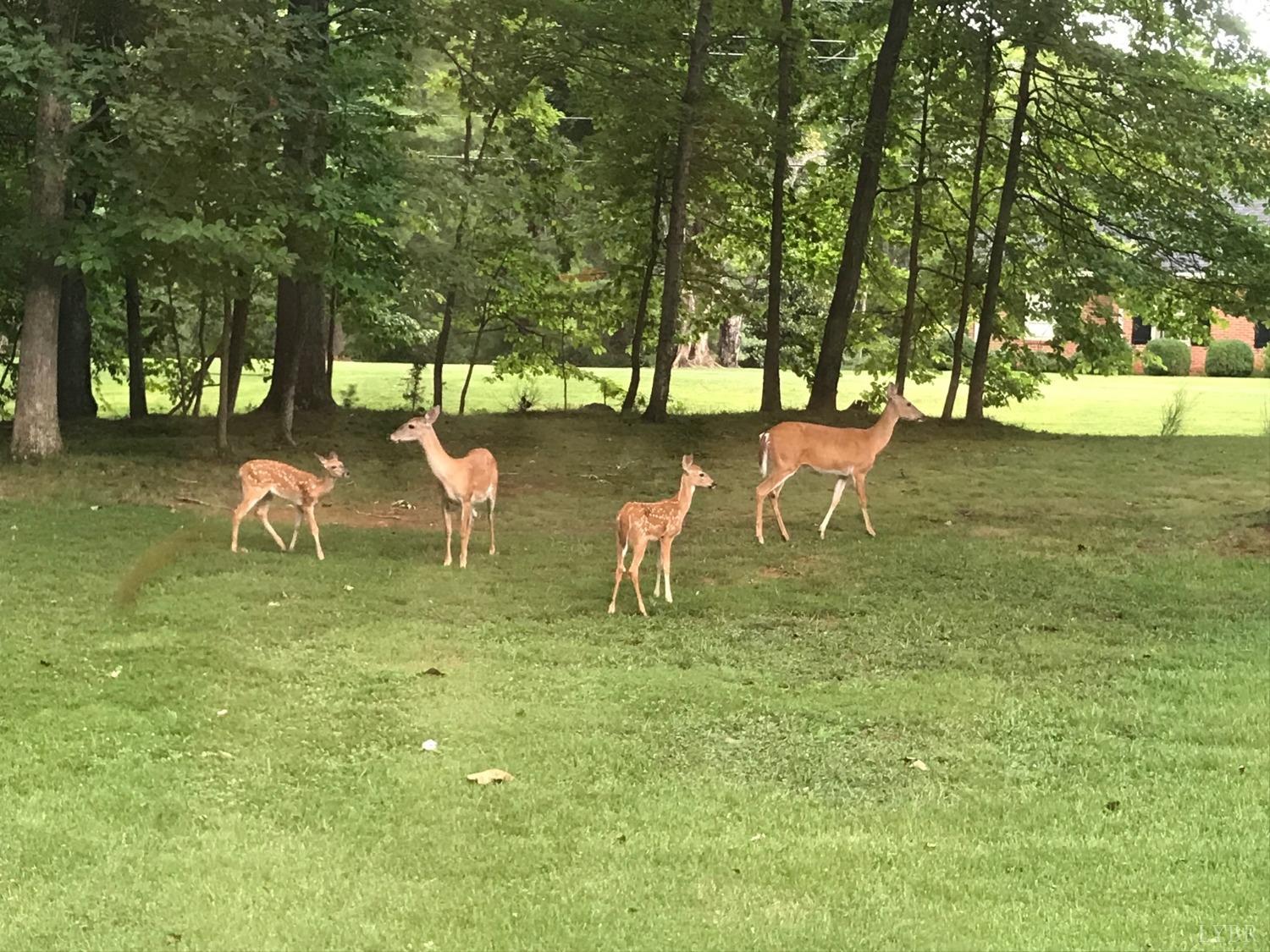 211 Sunset Drive Amherst, VA 24521 - Photo 9 of 76 a backyard of a house with lots of green space and fountain