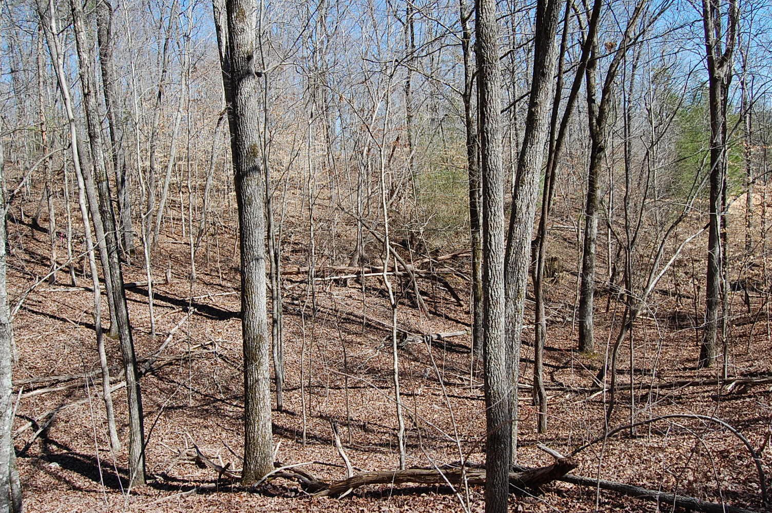 5 Pickett Cross Road Whitwell, TN 37397 - Photo 11 of 36 Gallery Image 11