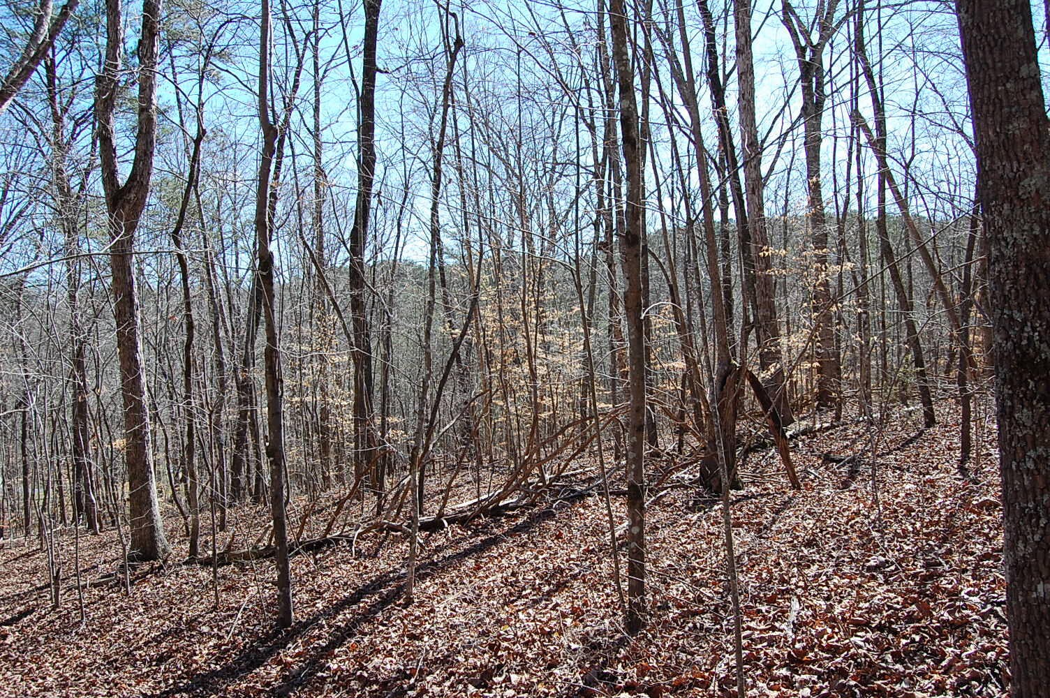 5 Pickett Cross Road Whitwell, TN 37397 - Photo 13 of 36 Gallery Image 13