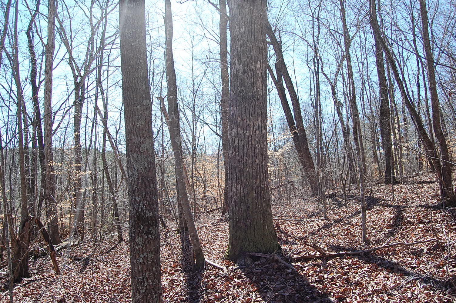 5 Pickett Cross Road Whitwell, TN 37397 - Photo 14 of 36 Gallery Image 14