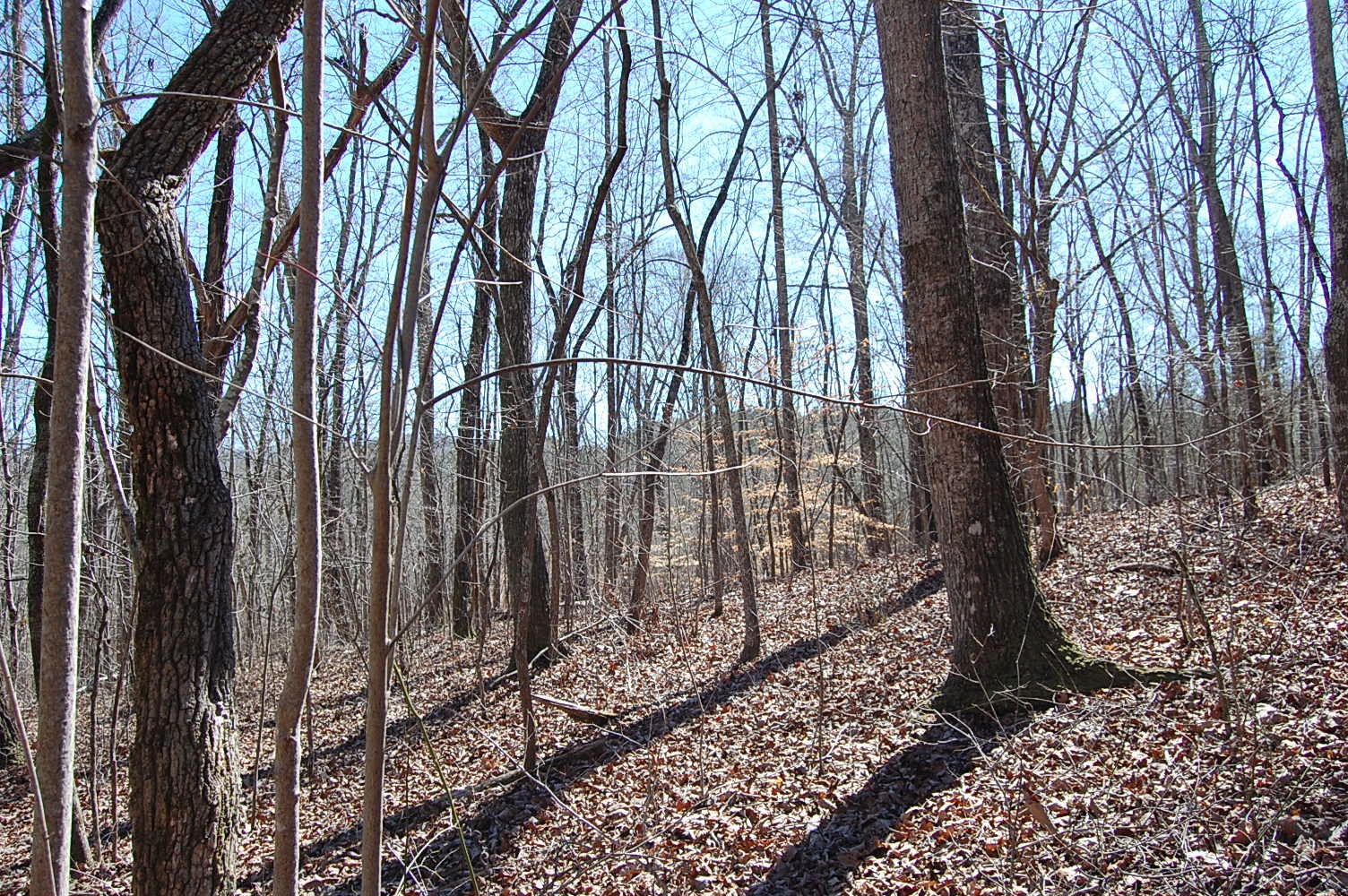 5 Pickett Cross Road Whitwell, TN 37397 - Photo 17 of 36 Gallery Image 17