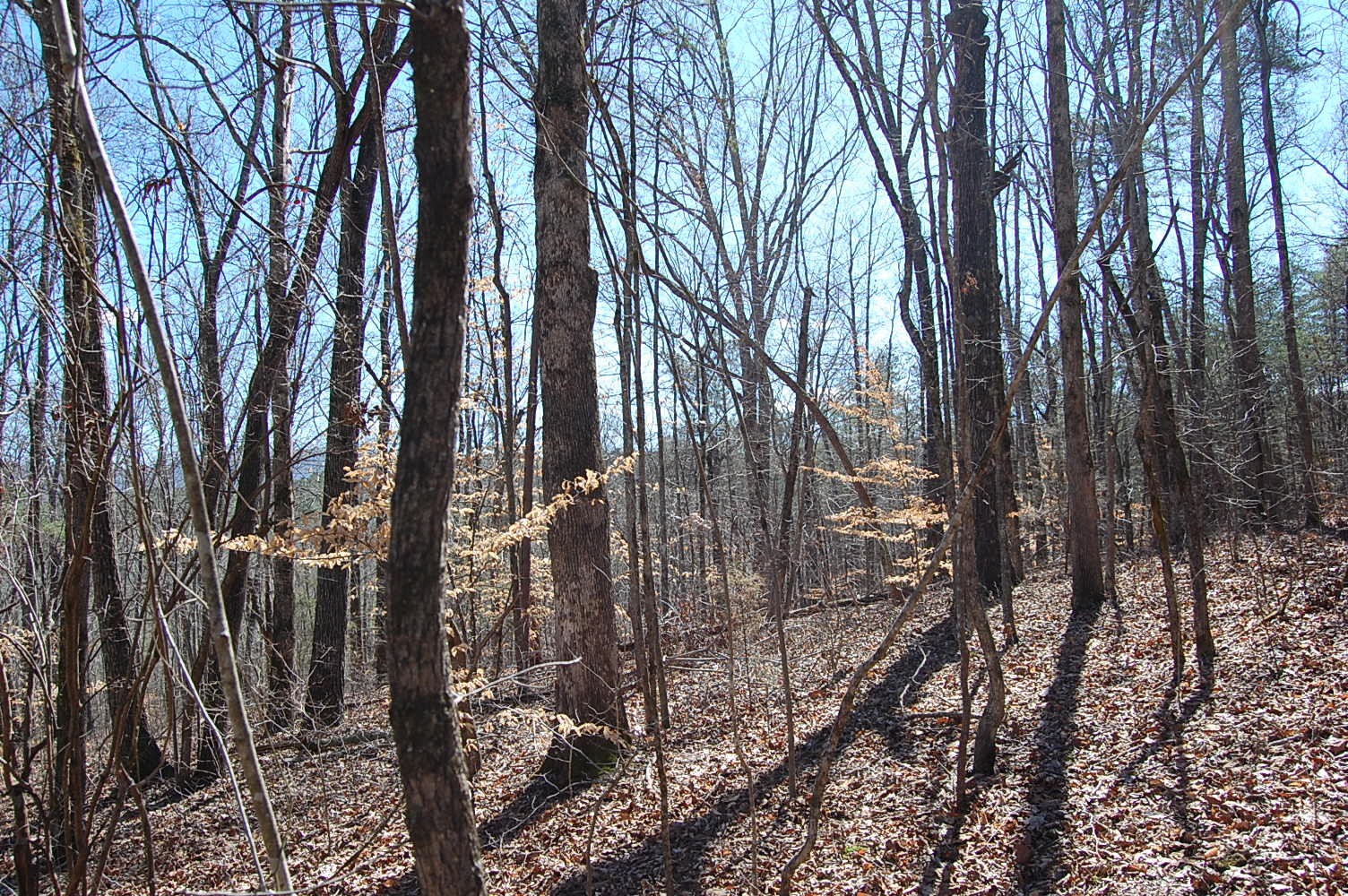 5 Pickett Cross Road Whitwell, TN 37397 - Photo 19 of 36 Gallery Image 19