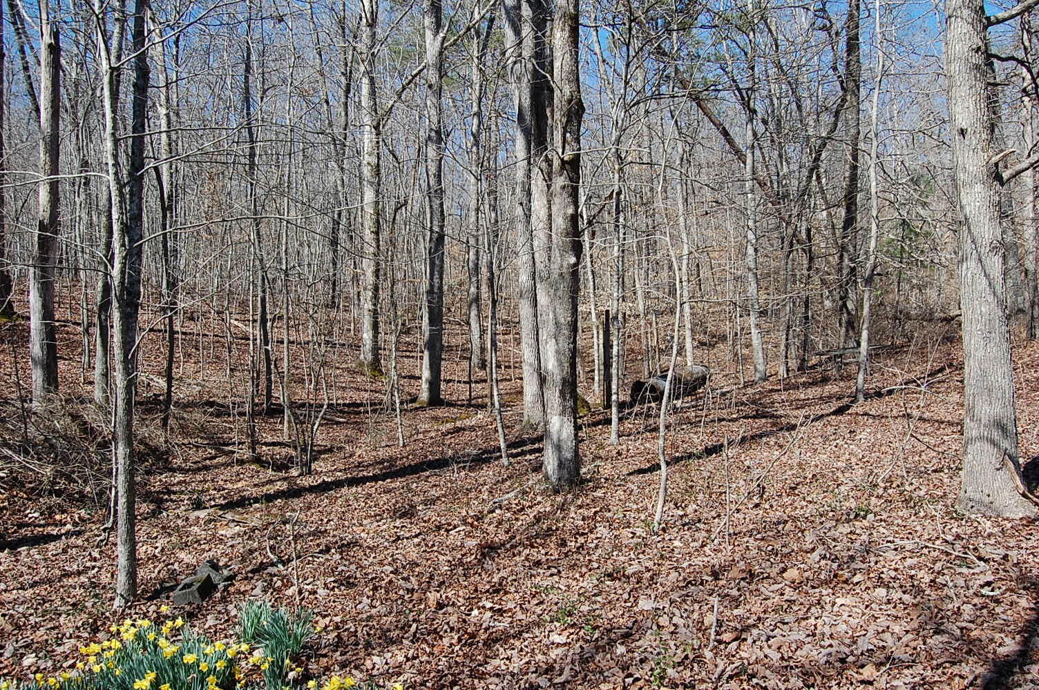 5 Pickett Cross Road Whitwell, TN 37397 - Photo 2 of 36 Gallery Image 2
