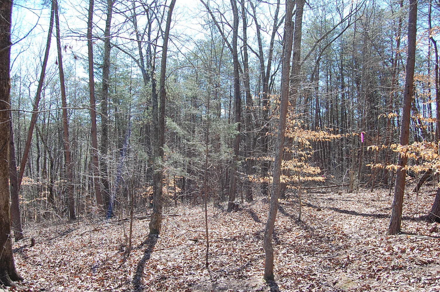 5 Pickett Cross Road Whitwell, TN 37397 - Photo 23 of 36 Gallery Image 23