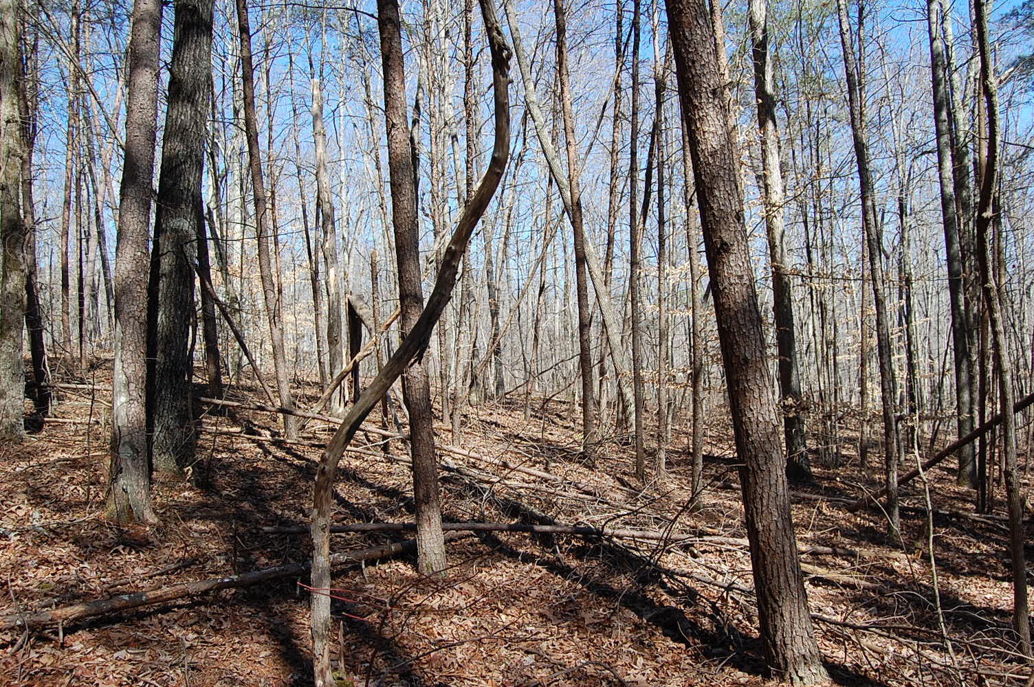 5 Pickett Cross Road Whitwell, TN 37397 - Photo 27 of 36 Gallery Image 27
