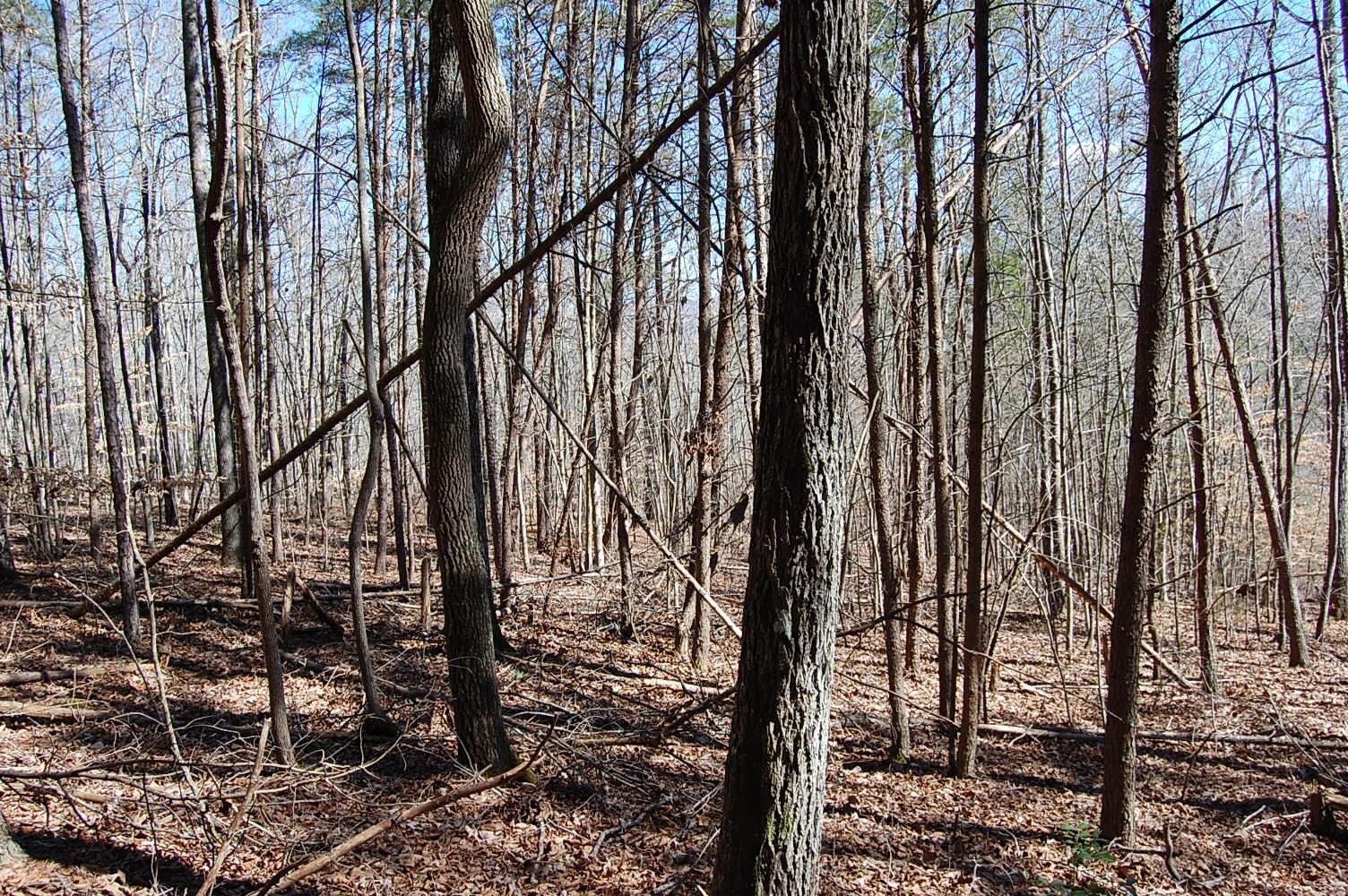 5 Pickett Cross Road Whitwell, TN 37397 - Photo 28 of 36 Gallery Image 28