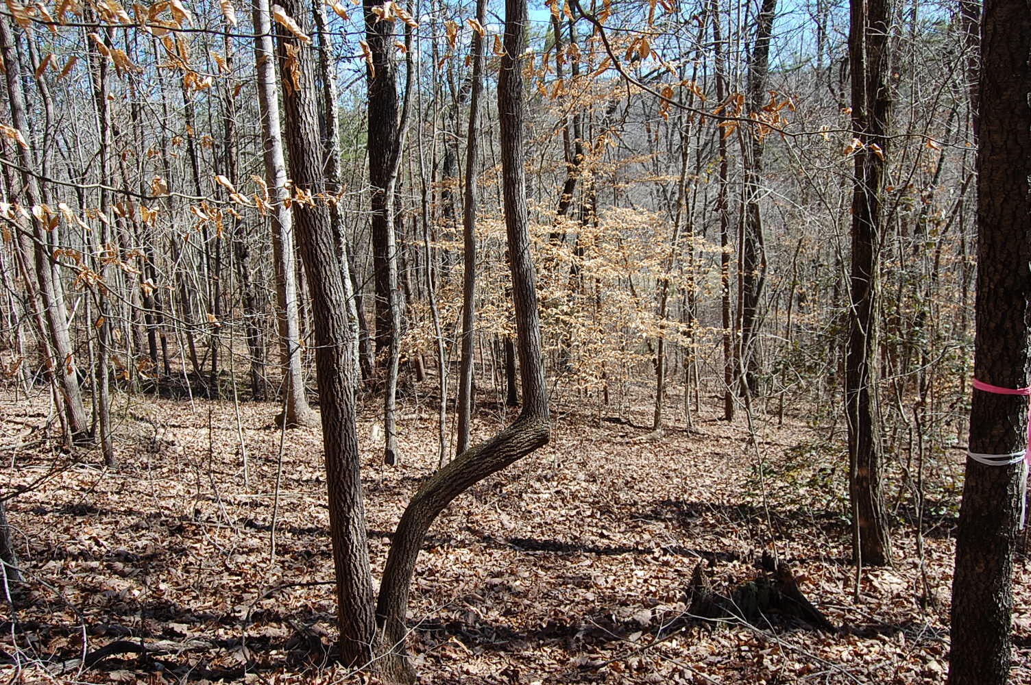 5 Pickett Cross Road Whitwell, TN 37397 - Photo 29 of 36 Gallery Image 29