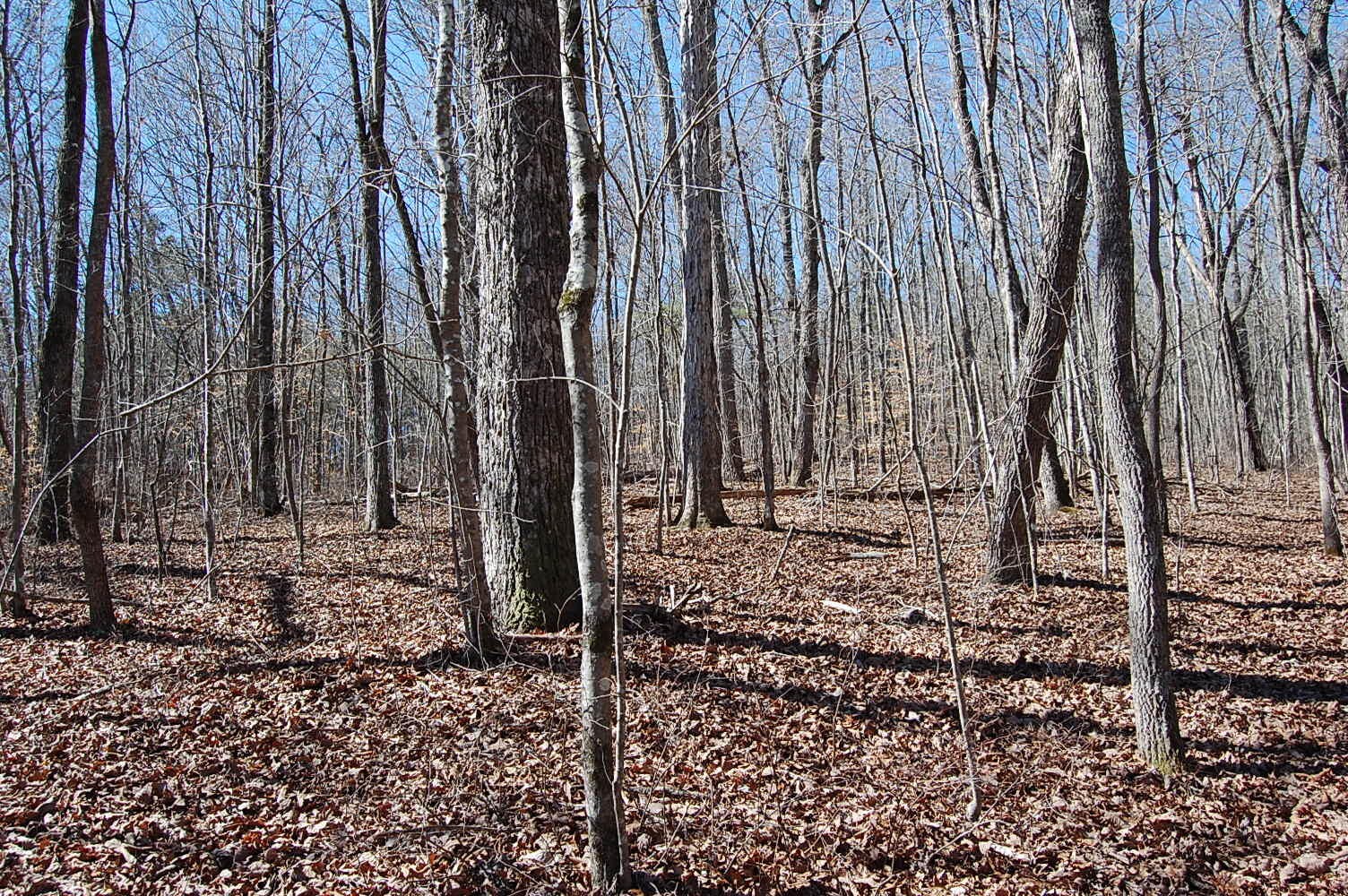 5 Pickett Cross Road Whitwell, TN 37397 - Photo 10 of 36 Gallery Image 10