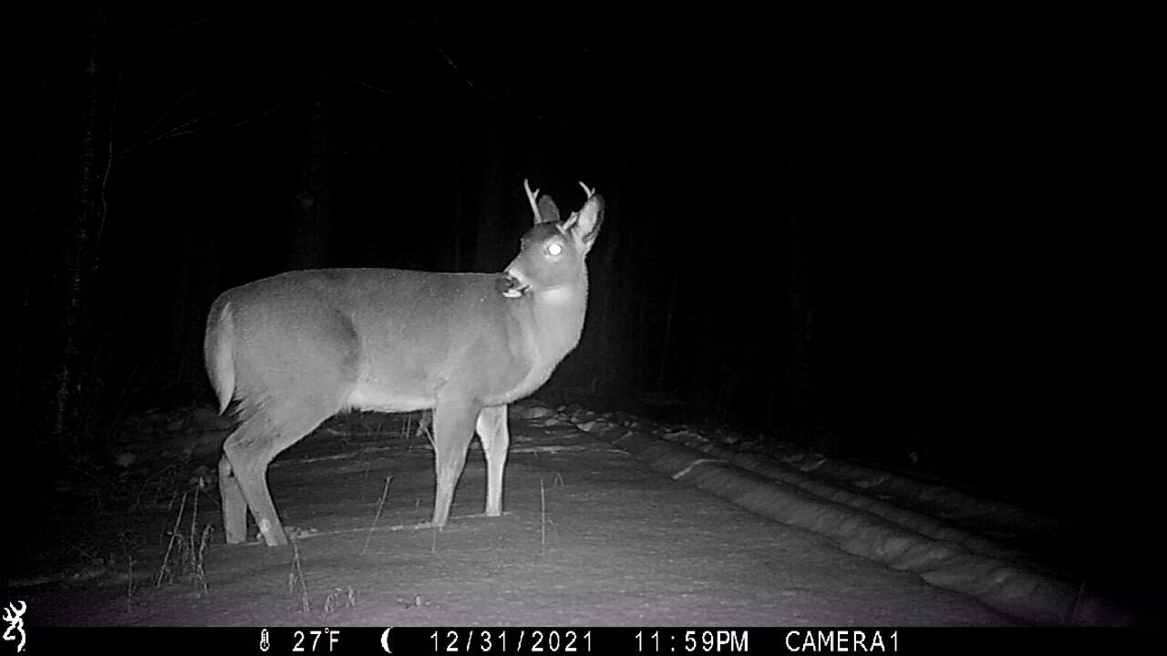 303 Canada Road Moscow, ME 04920 - Photo 47 of 49 Deer at Camp