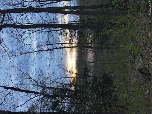 Lily Lake Road Highland, NY 12528 - Photo 5 of 30 View of local wilderness