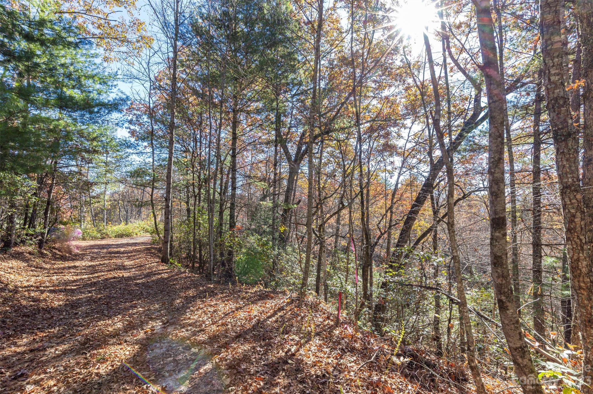0 Needmore Road Bryson City, NC 28713 - Photo 3 of 12 a view of a forest filled with trees