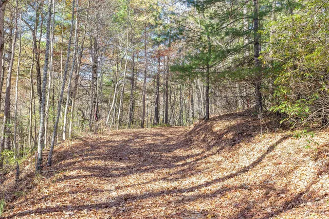 a view of backyard with tree
