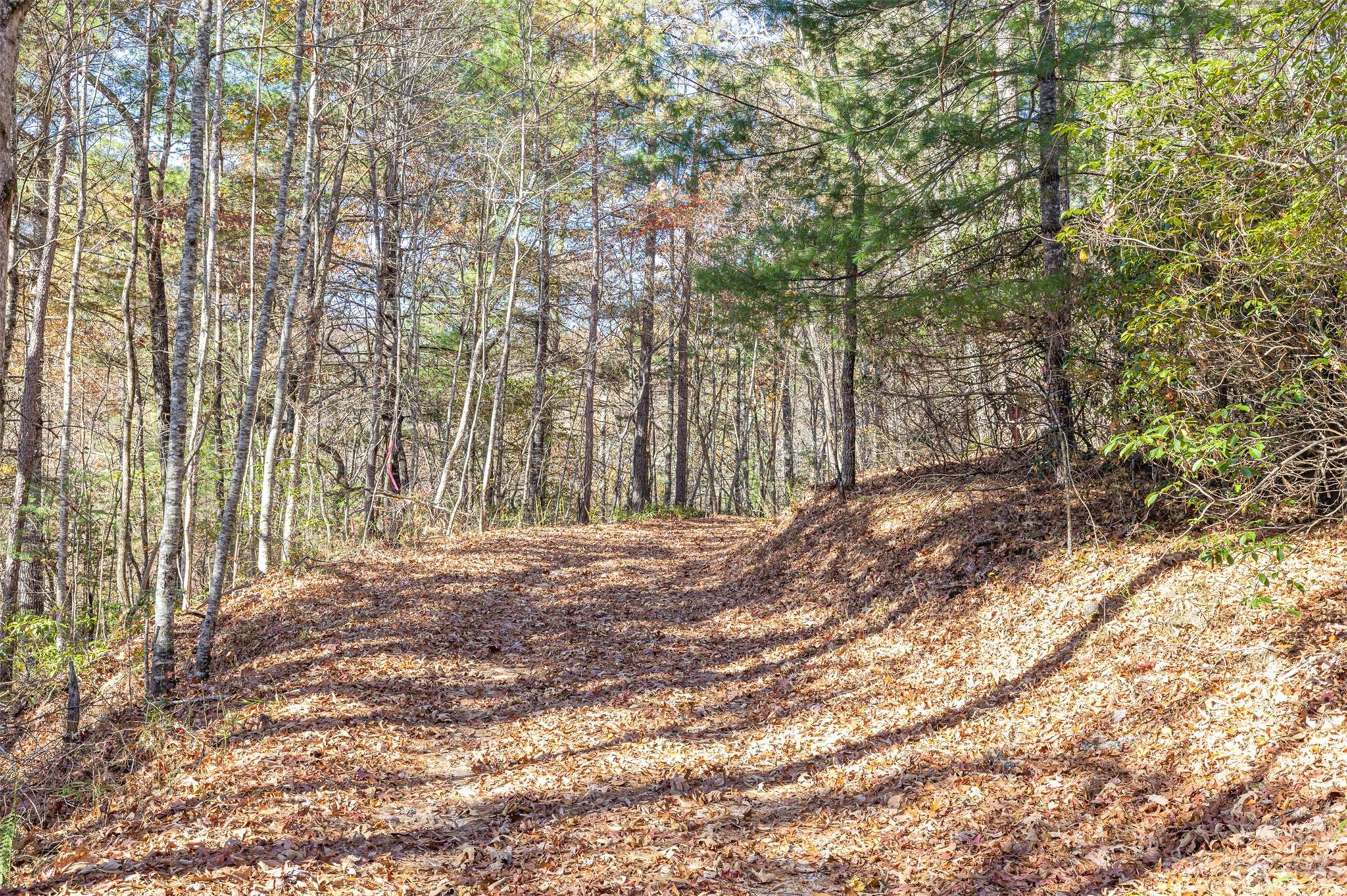 0 Needmore Road Bryson City, NC 28713 - Photo 4 of 12 a view of backyard with tree