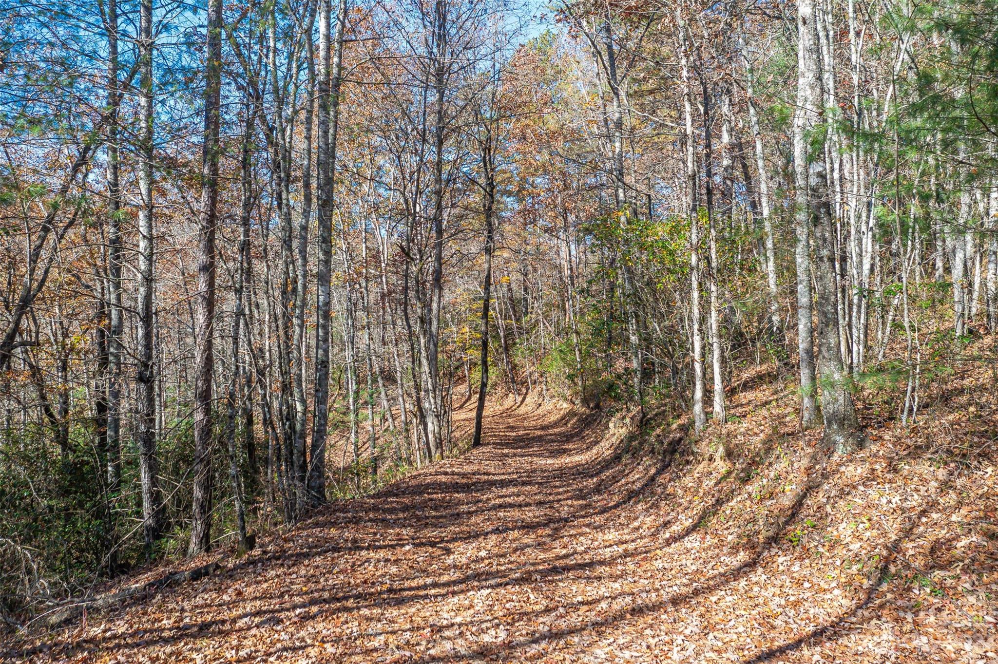 0 Needmore Road Bryson City, NC 28713 - Photo 5 of 12 a view of a yard with plants and trees